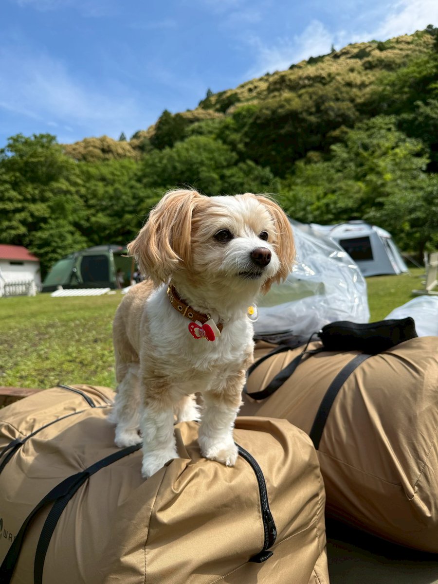 まぁーくん🐾 tweet media