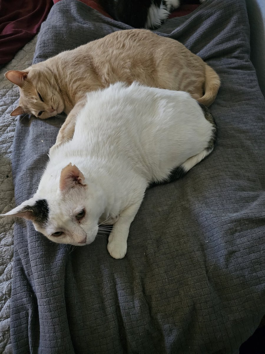 OldManRingo's tweet photo. Today Daxter aka Dexter went in for an ultrasound for his heart. Everyone was impressed by how nice he was and that he is just a thick cat with no extra skin to put probes on. He gets more testing done tomorrow. Dax is the sweetest boy to ever exist and we took a long nap after. https://t.co/pAFukOsiOw