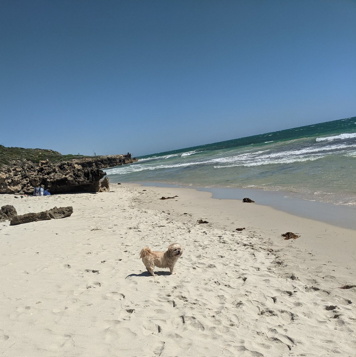Dog's day on the beach!😊🕊️