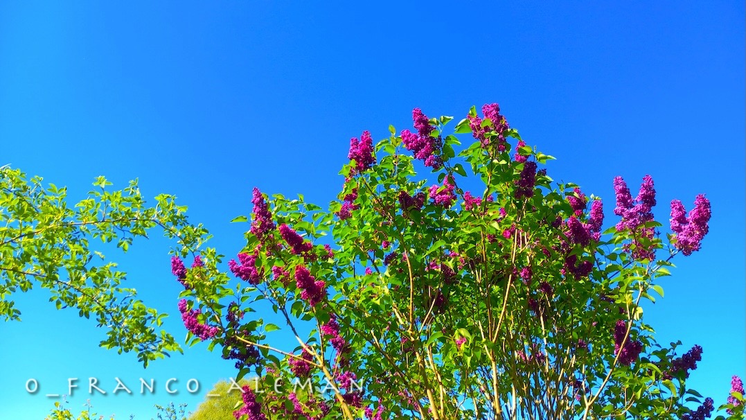 o_franco_aleman's tweet image. have a wonderful Monday! 😀

bon début de semaine! 🙏

#mondaymotivation #lundi #Montag #felizlunes #happynewweek