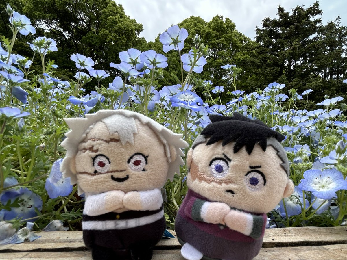 hei_0846's tweet photo. 今日は植物園行ってきた‼︎お昼ご飯までに回り終わろうと思った我らがアホやった…いつかリベンジを… https://t.co/LJatGaYyUC