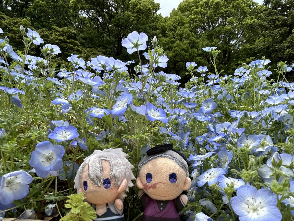 hei_0846's tweet photo. 今日は植物園行ってきた‼︎お昼ご飯までに回り終わろうと思った我らがアホやった…いつかリベンジを… https://t.co/LJatGaYyUC