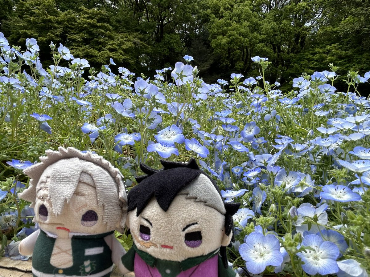 hei_0846's tweet photo. 今日は植物園行ってきた‼︎お昼ご飯までに回り終わろうと思った我らがアホやった…いつかリベンジを… https://t.co/LJatGaYyUC