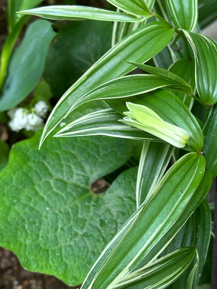 紺野キタ🌿 tweet media