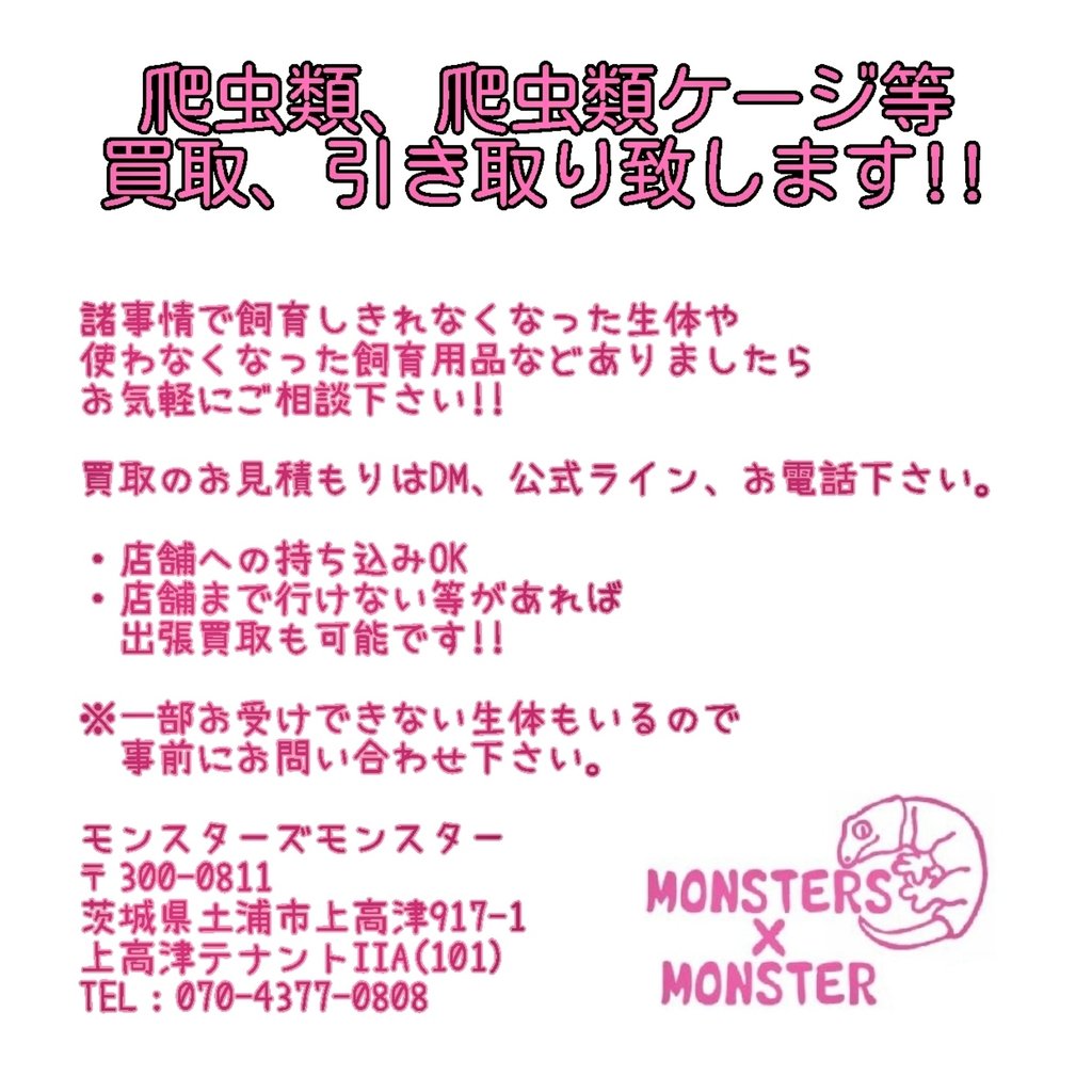 aya_598's tweet photo. 🦎生体・飼育器具 買取してます🦎
ポピュラー種〜レア種まで歓迎🙌
買取 / 下取り / 引き取りOK！
「この子どうですか？🥺」
などお気軽にDMや公式LINEからご連絡下さい📩
大切にしてくれる飼い主様へ繋ぎます✨出張買取もご相談下さい！
お問い合わせお待ちしております🌈
 #モンスターズモンスター https://t.co/aqbNMRstGM