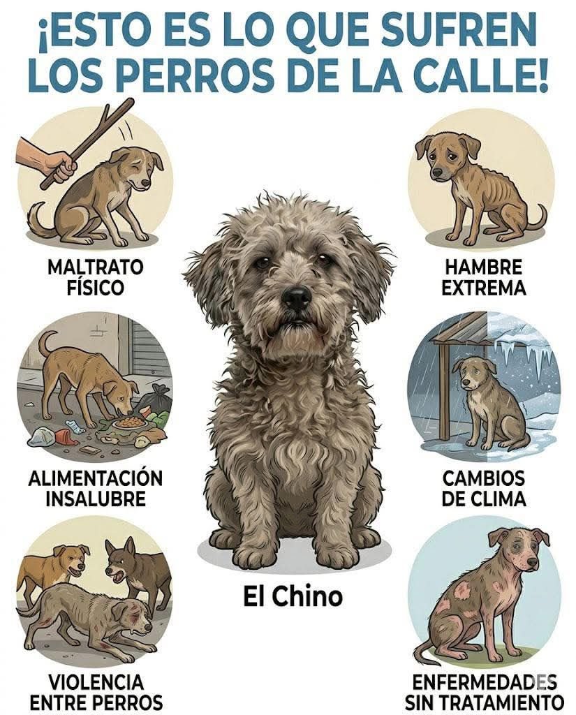Adopta una mascota tweet media
