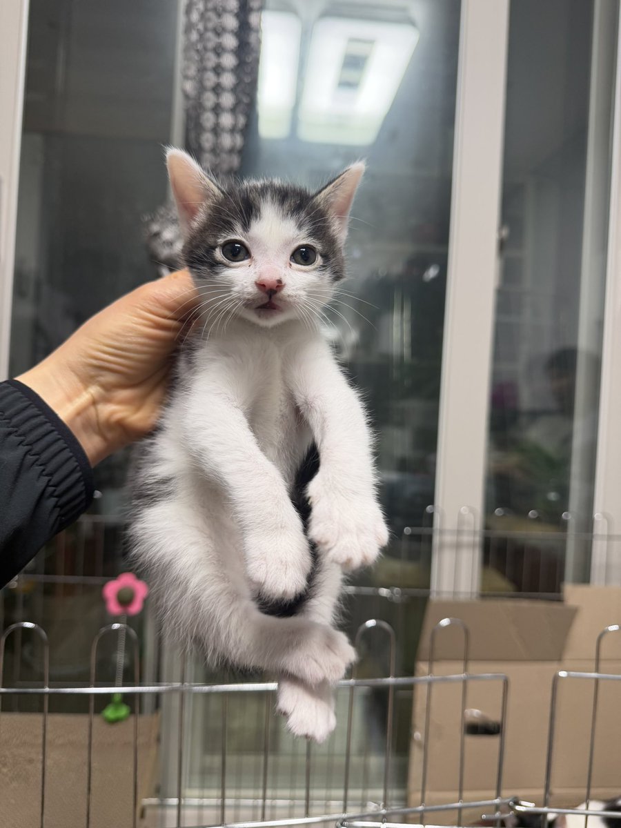 고양이 고도와 트찰라의 가족 찾는 김아람 tweet media