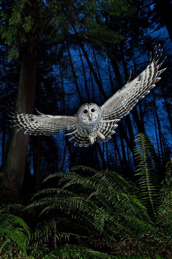 #BirdDay and the three 'Elders of the World' are Owl, Eagle and Blackbird:

Owl represents transformation and hidden wisdom.
Eagle represents inner strength and courage.
Blackbird represents knowledge and spiritual intuition.

📷 Connor Stefanison