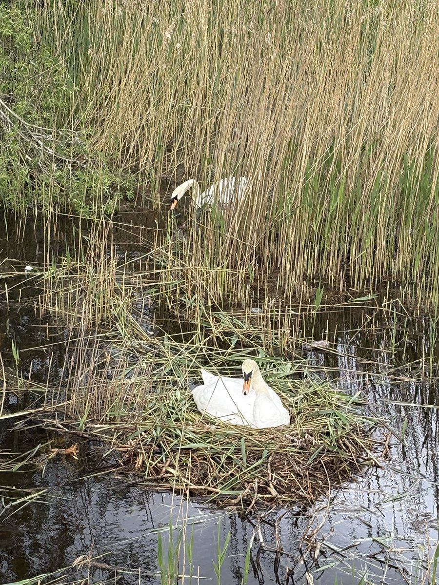 GalwayWalks's tweet photo. She spent ages yesterday, building a little barrier all around the nest, raising it up so the hatchlings will be cosseted from the wind and corralled safely inside the confines of her protective compound. 
It won’t be long now. Fingers crossed for these very attentive parents 2/2 https://t.co/YyMiRSvhN7