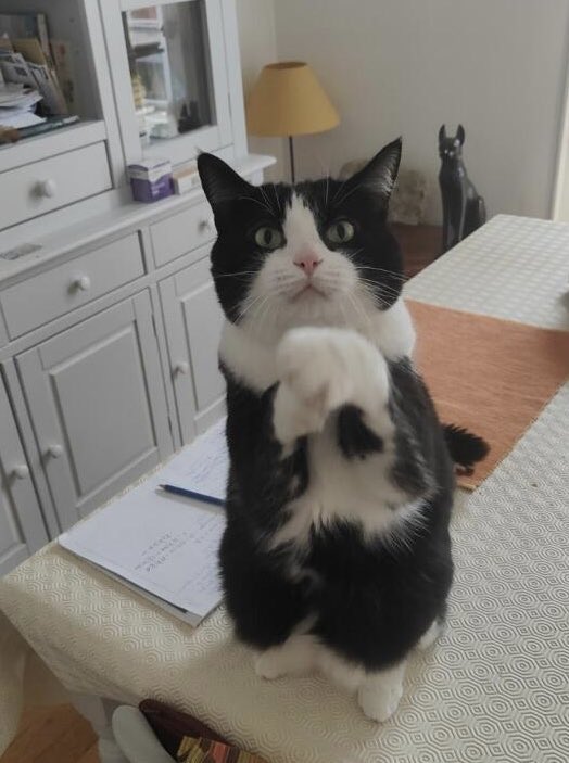 Andrée75😺🇫🇷🇺🇦🇪🇺 tweet media
