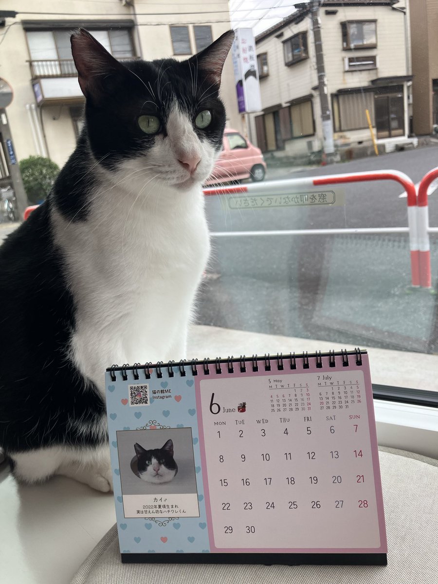 保護猫カフェ 猫の館ME◎人スタッフ tweet media