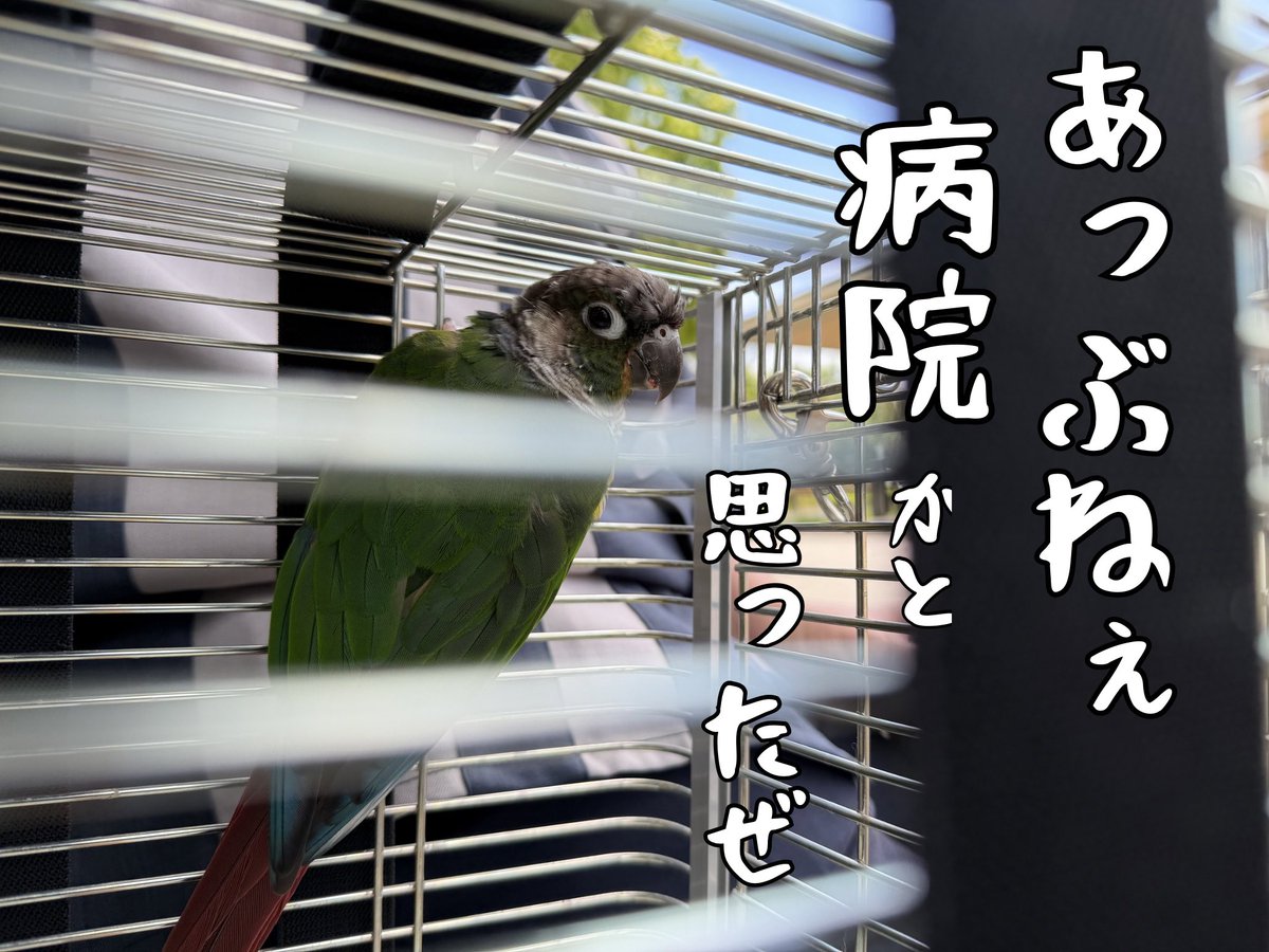 外界の視察任務なオレ。

#ウロコインコ