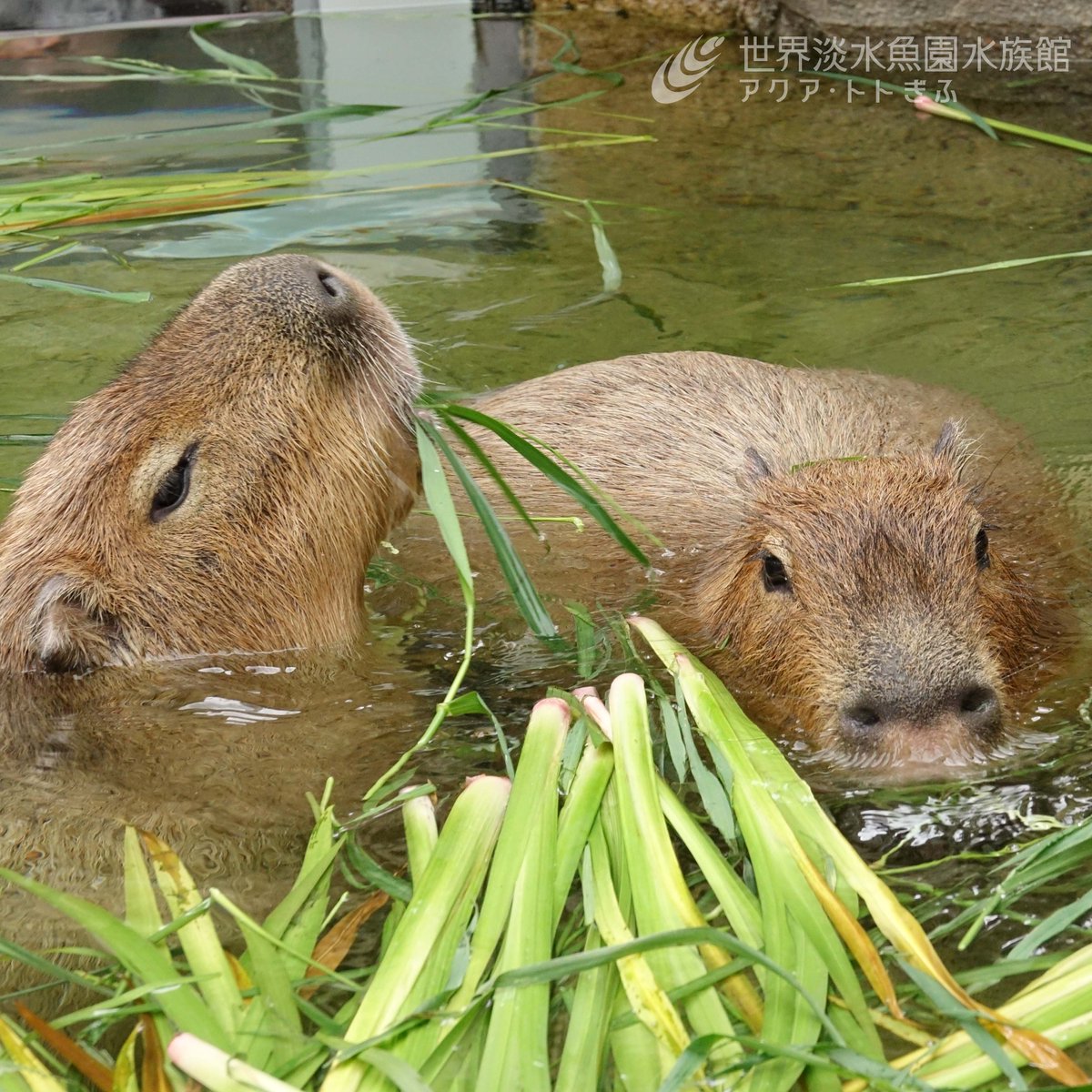 本日も『カピバラのしょうぶ風呂』を開催しました。

浮かべているのはしょうぶの葉。ごはんの牧草とともに浮かべています。

明日の”こどもの日”と、5月6日（水休）、毎日15:00に開催します。【広報】
aquatotto.com/info_list/info…