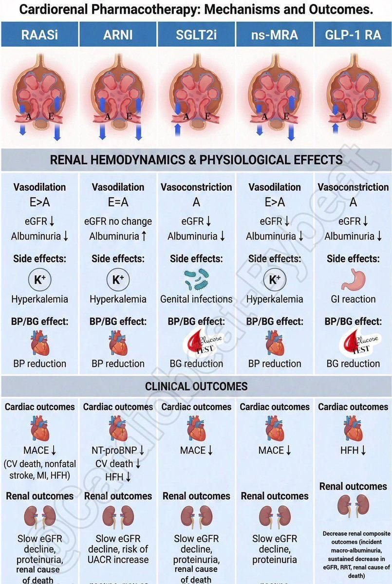 🧵 Cardiorenal pharmacotherapy cheat-sheet — 5 drug classes, one visual.
RAASi | ARNI | SGLT2i | ns-MRA | GLP-1 RA
Key patterns worth knowing:
• 4 of 5 reduce MACE or HFH
• All 5 slow eGFR decline or cut albuminuria
• Hyperkalemia risk: RAASi, ARNI, ns-MRA
• SGLT2i → genital