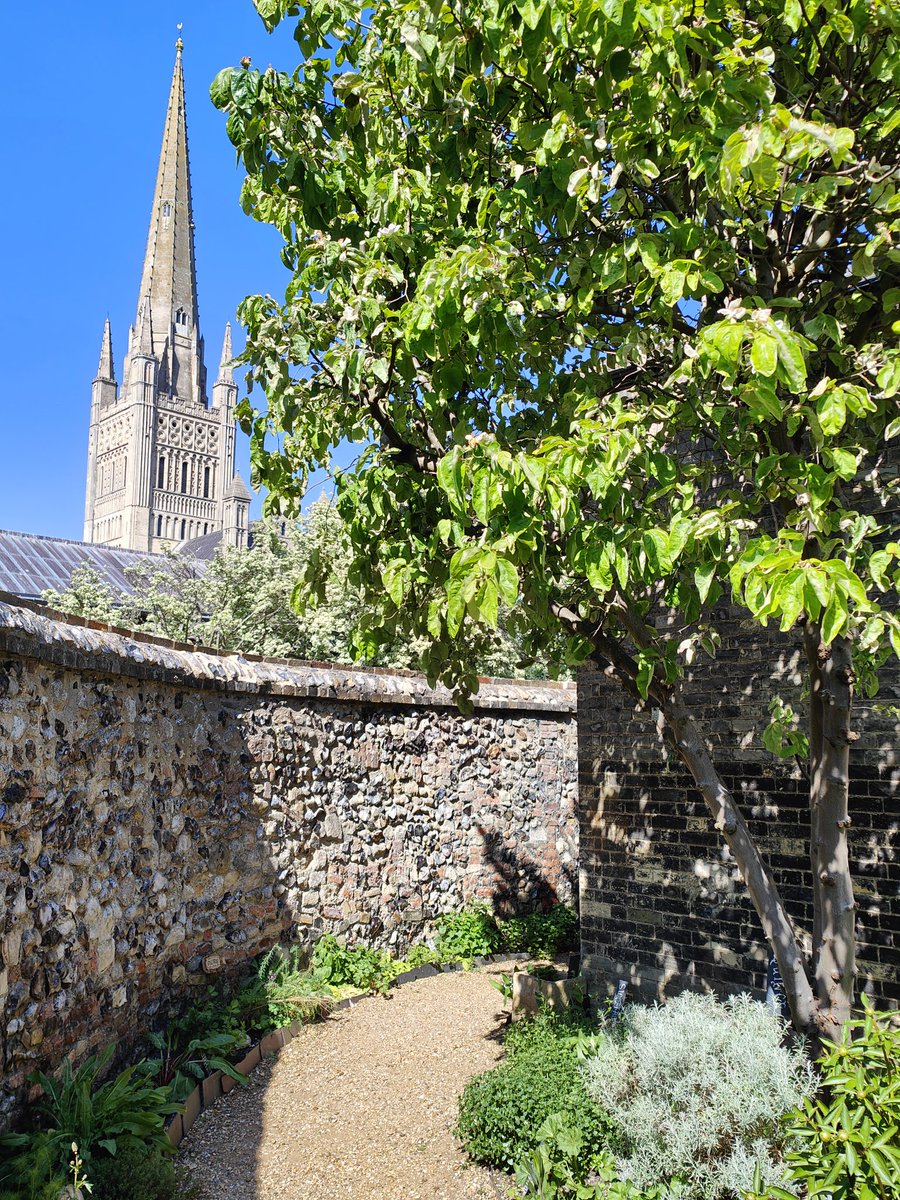 Matedwards7's tweet image. A view from the Cathedral Herb Garden.
#Norwich