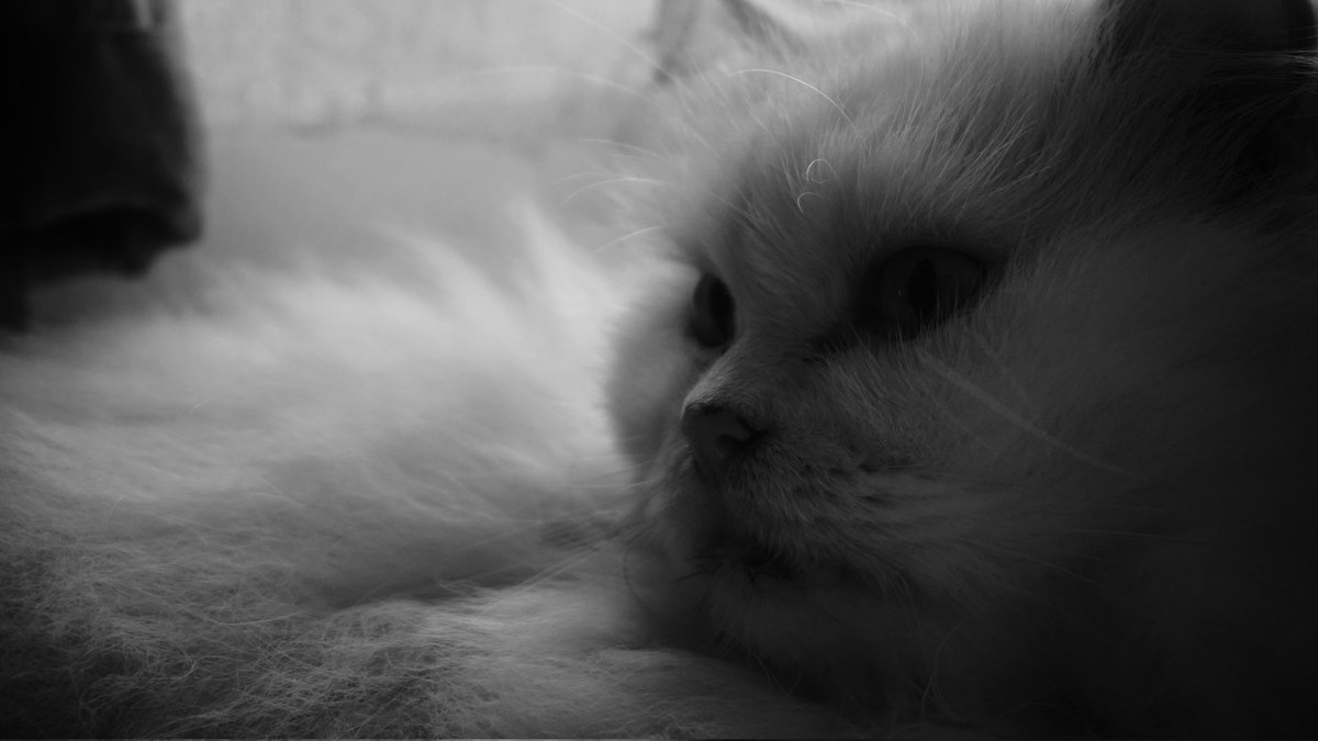 normanlubis's tweet photo. Her majesty. #meong #cekrek https://t.co/4FJ3Q7oMfK
