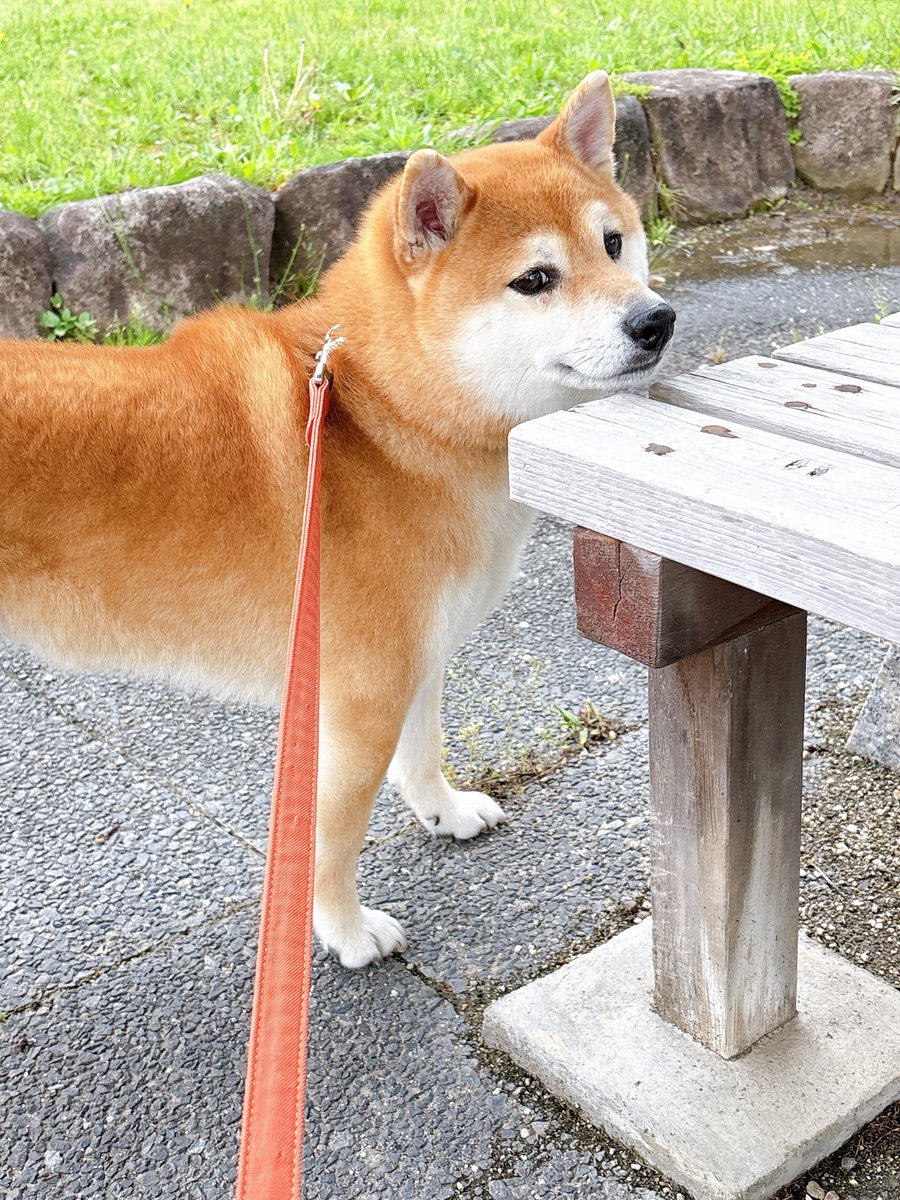 柴犬 つむ tweet media
