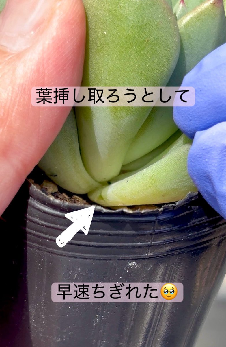 やまなつ@ tweet media