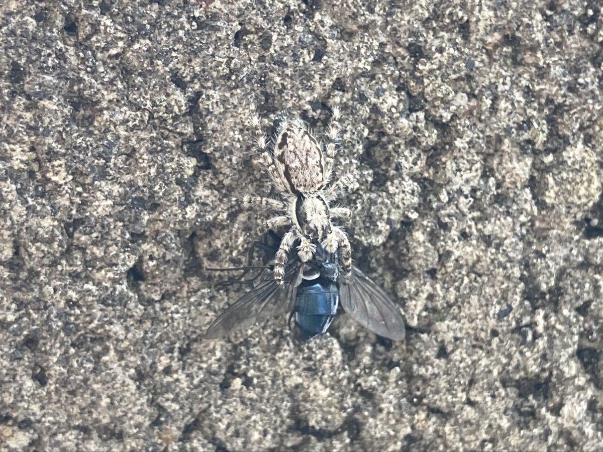 「ハエトリグモがハエを捕ってる！」って写真を撮ったんですが、色味が見事にブロック塀と同化していて何というか目が迷う。良い場所で狩りをしてるなぁと感心しました。
多分シラヒゲハエトリさん。