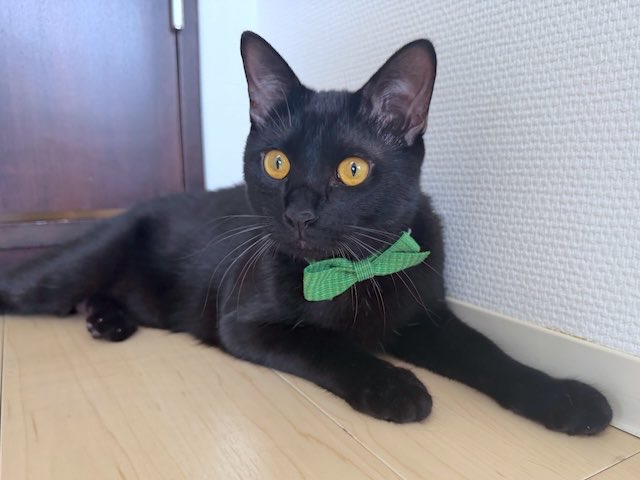 梅子の部屋【黒猫兄妹】 tweet media