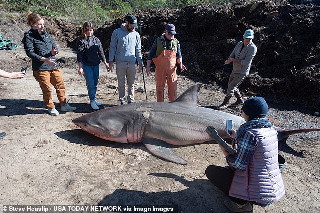 Shark tweet media
