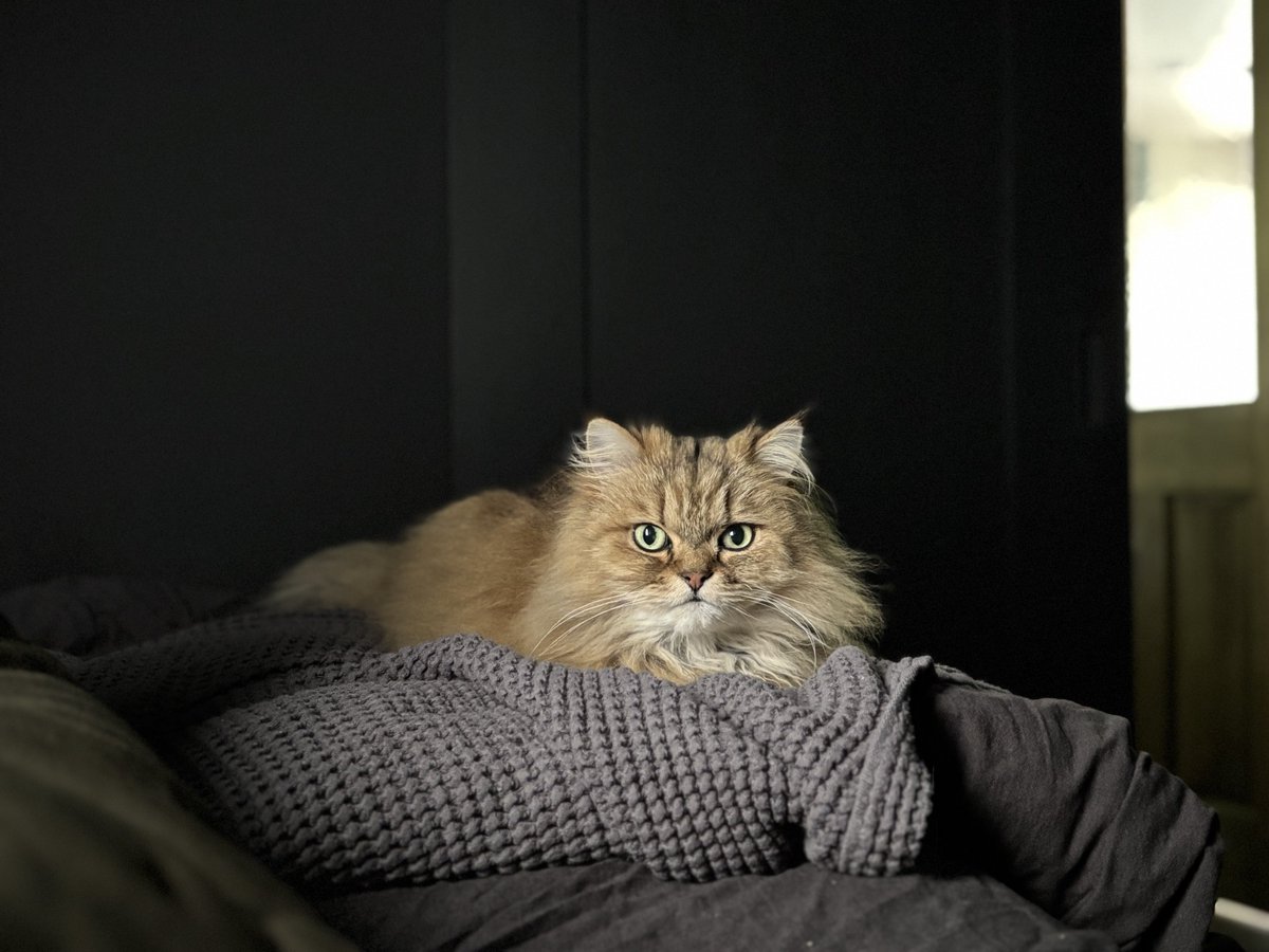 妙に絵画みがあるけどただのワッフル生地が好きな猫です