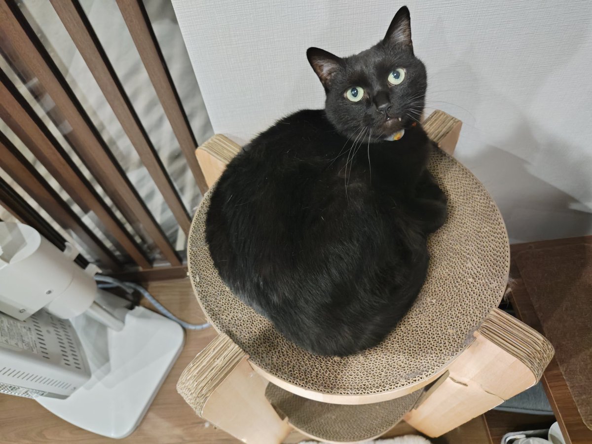 見よ!悪鬼羅刹修羅豪傑無双の黒猫の姿を! 