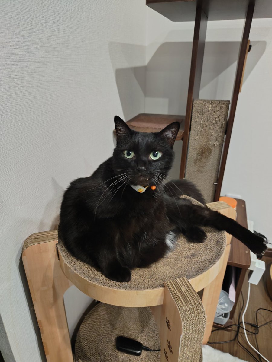 見よ!悪鬼羅刹修羅豪傑無双の黒猫の姿を! 