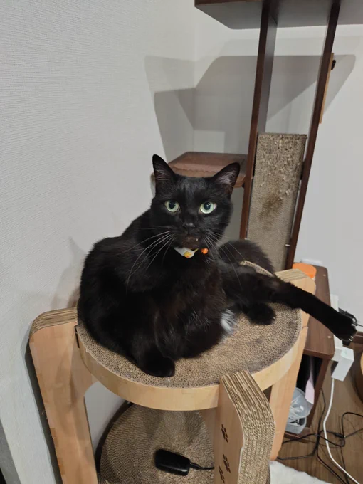 見よ!悪鬼羅刹修羅豪傑無双の黒猫の姿を!
