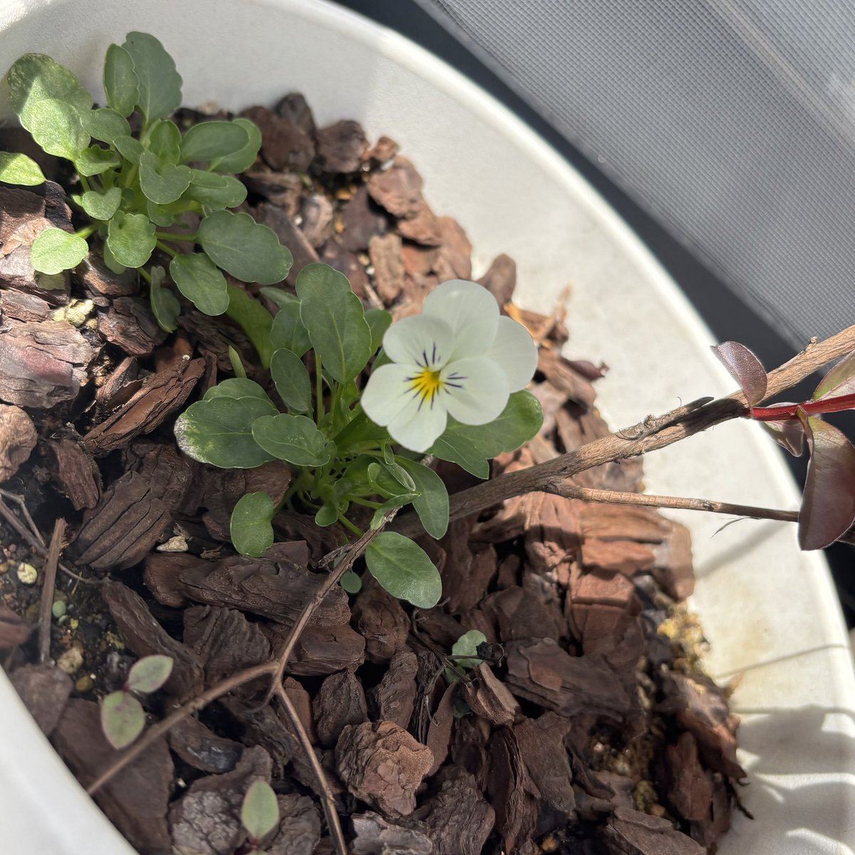 サルスベリの足元から零れ種のビオラが咲いた〜🌸！