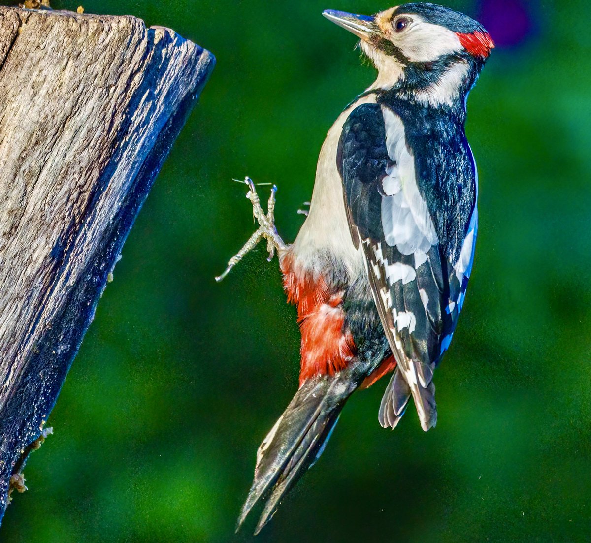 PaulWatkins14's tweet image. Great Spotted Woodpecker caught mid landing here #birding #uknaturephotography #wildlifephotography #cotswolds