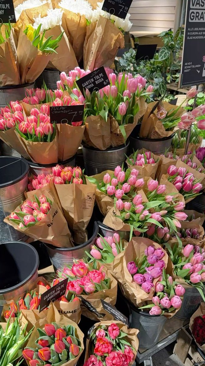 Only Tulips tweet media