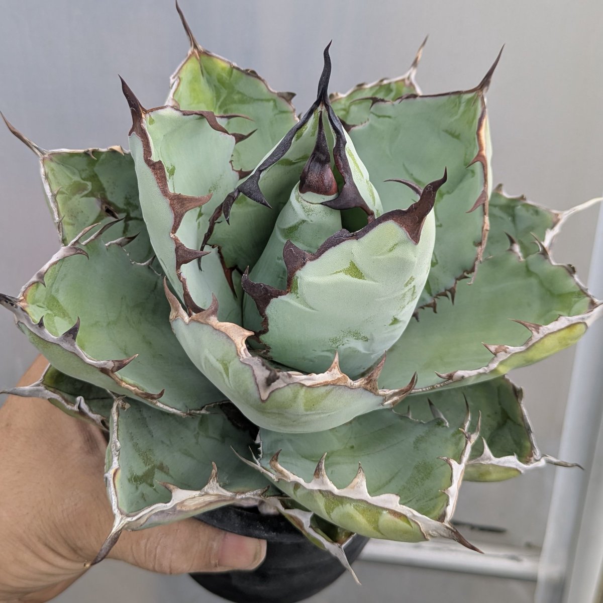 ROUKA plants tweet media
