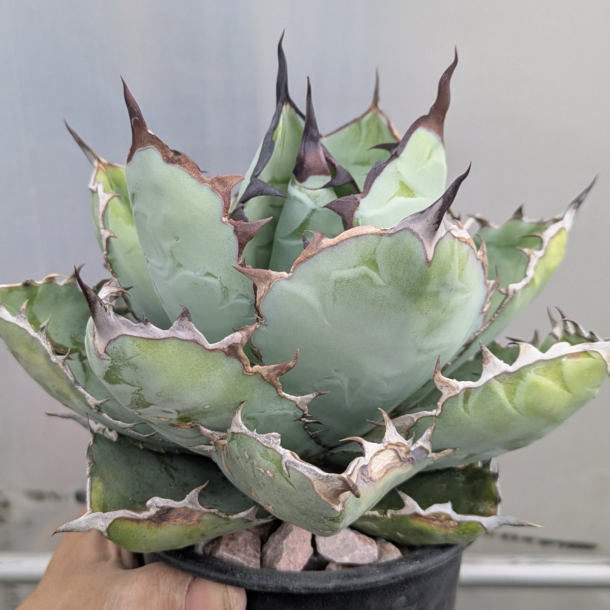 ROUKA plants tweet media
