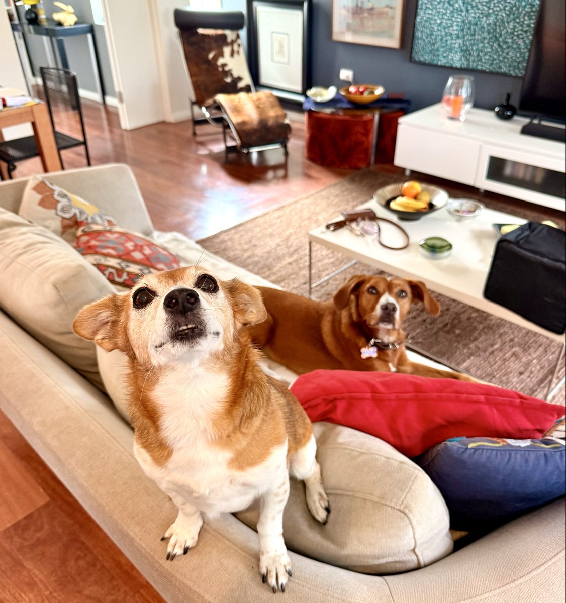 Champagne Jayne® 🥂🐾 tweet media