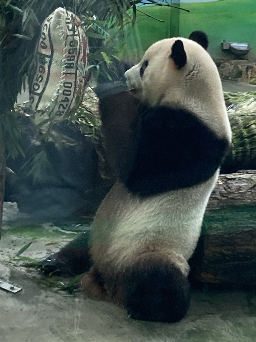 taro20020530's tweet photo. ダイヤモンドプリンセスクルーズ４日目
初日の台湾観光は、台北動物園へパンダに会いに行きました。少しだけ列に並んでパンダ館に入れました。 https://t.co/z34QWIOykm