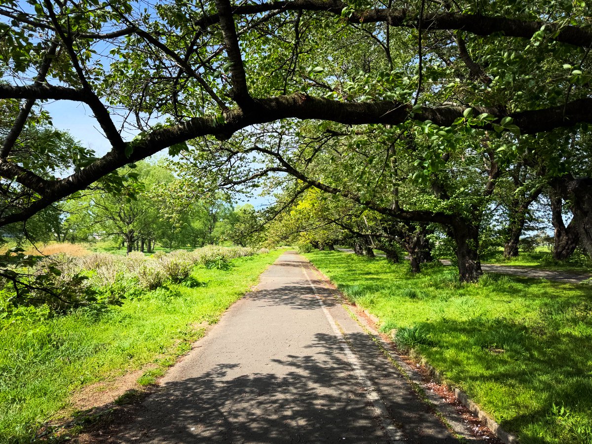 n_takeshi's tweet photo. 岩手旅の初日は穏やかな天気、、、桜は終わり新緑が美しい時間を楽しめましたー。

こちらは北上の桜の名所、展勝地。すぐそばにイシツブテ公園があります。

#ポケふたの旅 

#ファインダー越しの私の世界 #キリトリセカイ #Travel #岩手旅 https://t.co/xX0YuLFYSD