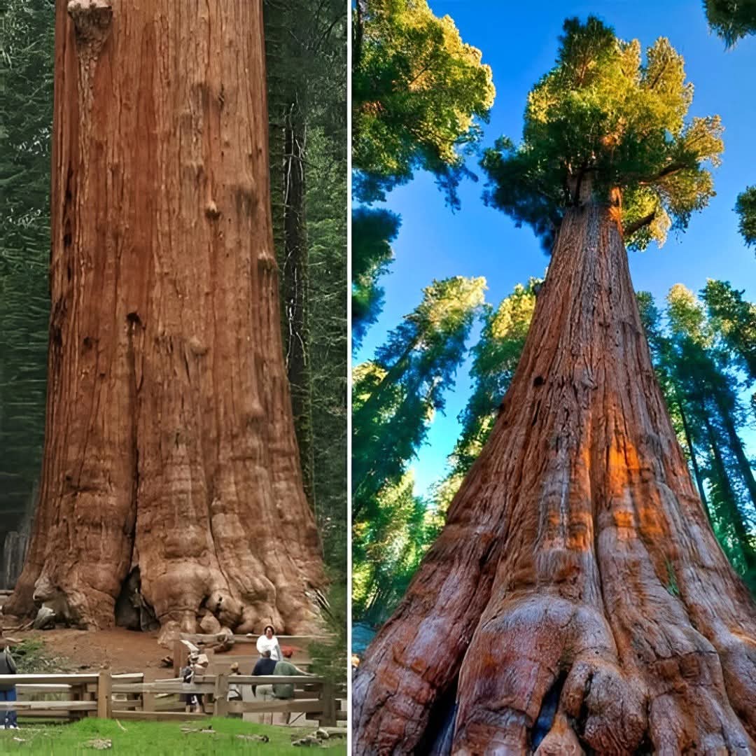 Amazing Nature tweet media