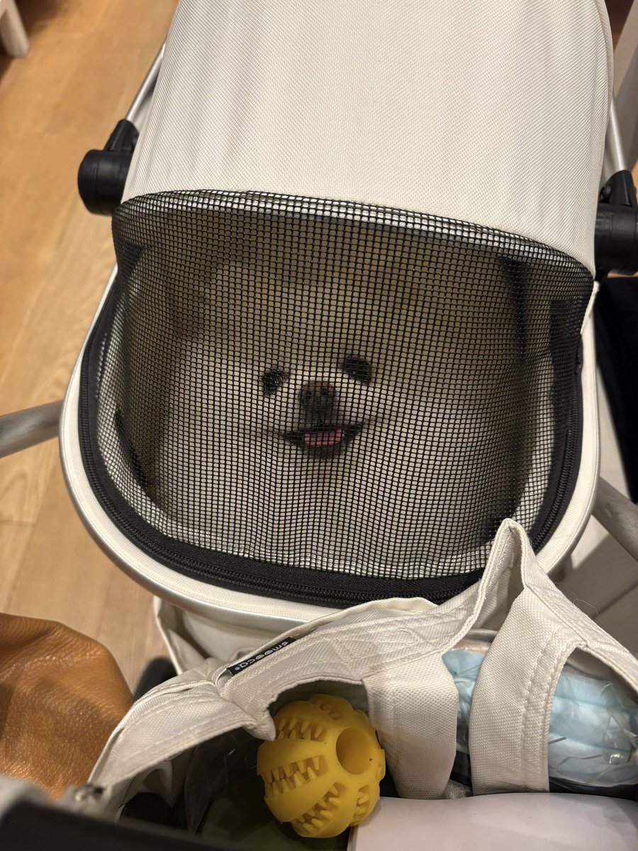 ポメラニアンの天くん！ tweet media