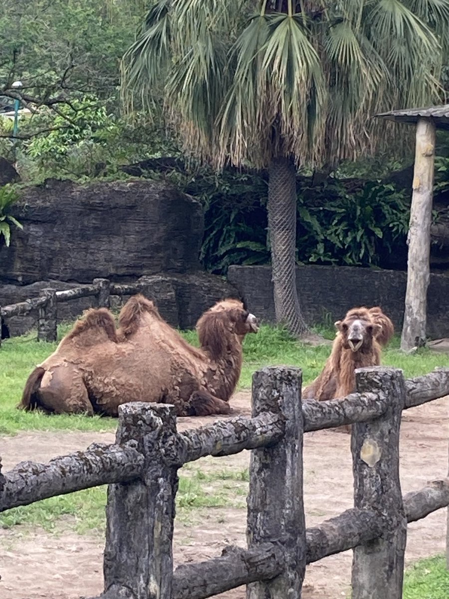 taro20020530's tweet photo. ダイヤモンドプリンセスクルーズ４日目
初日の台湾観光は、台北動物園へパンダに会いに行きました。少しだけ列に並んでパンダ館に入れました。 https://t.co/z34QWIOykm