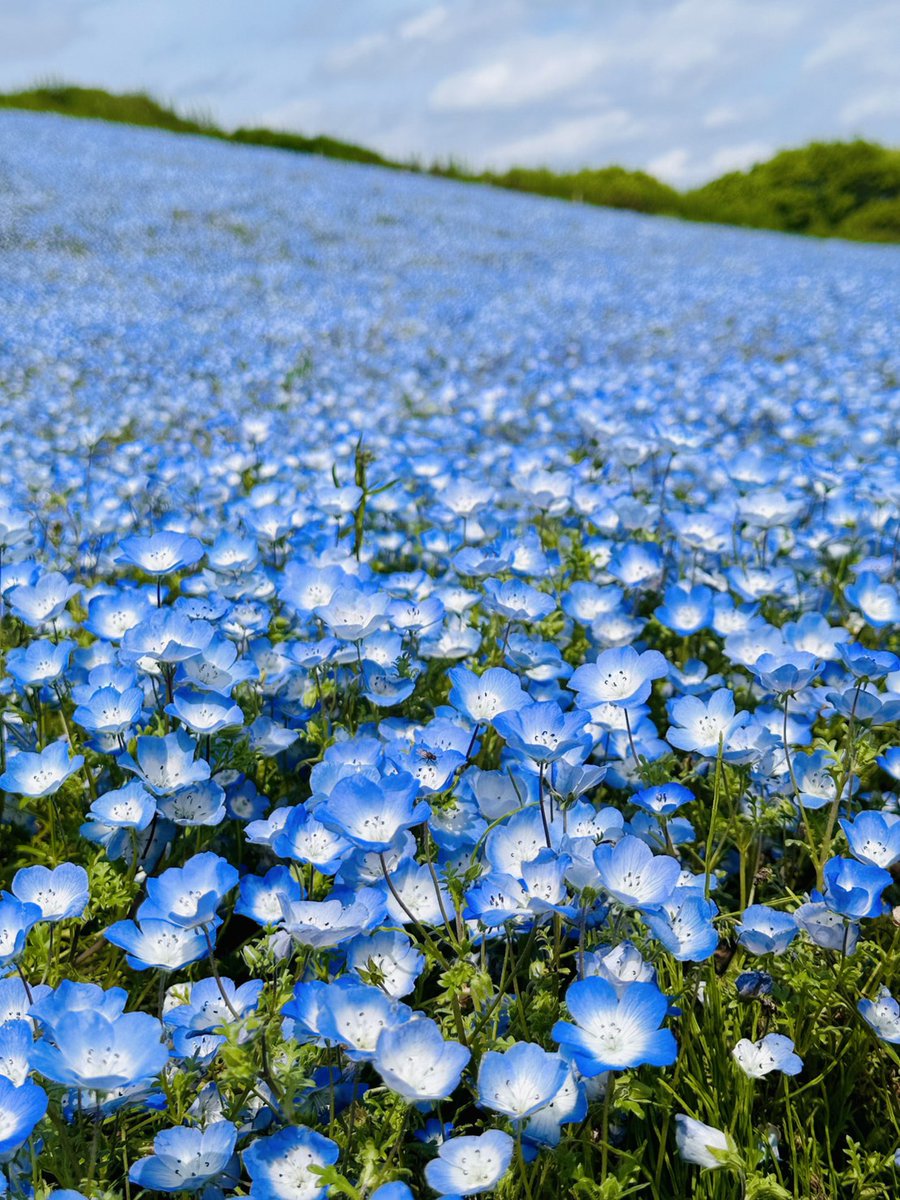 MIHO INUKAI tweet media