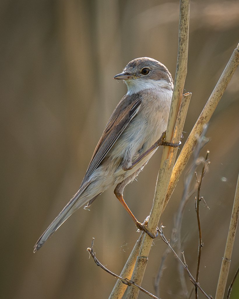 Steve Liptrot Photography tweet media