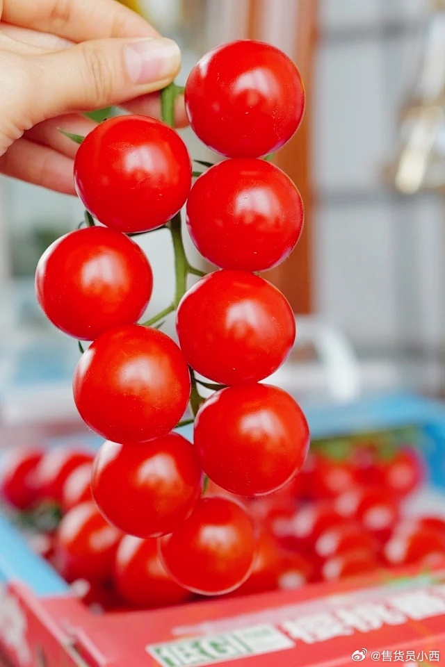 CrysAllXclusive's tweet image. Tried these organic cherry tomatoes! Juicy, sweet, zero bitter aftertaste—perfect for salads or snacking. Crunchy skin + vibrant red = 10/10 fresh pick  #OrganicProduce #TomatoTest
