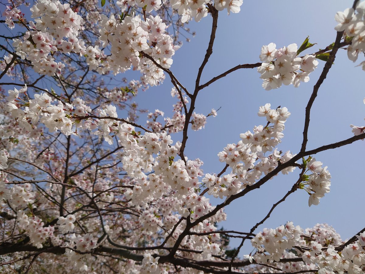篝火 tweet media
