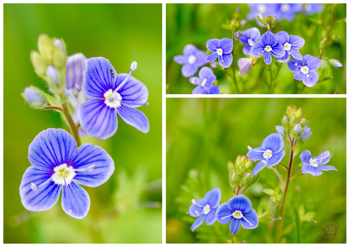 VenetiaJane's Garden tweet media