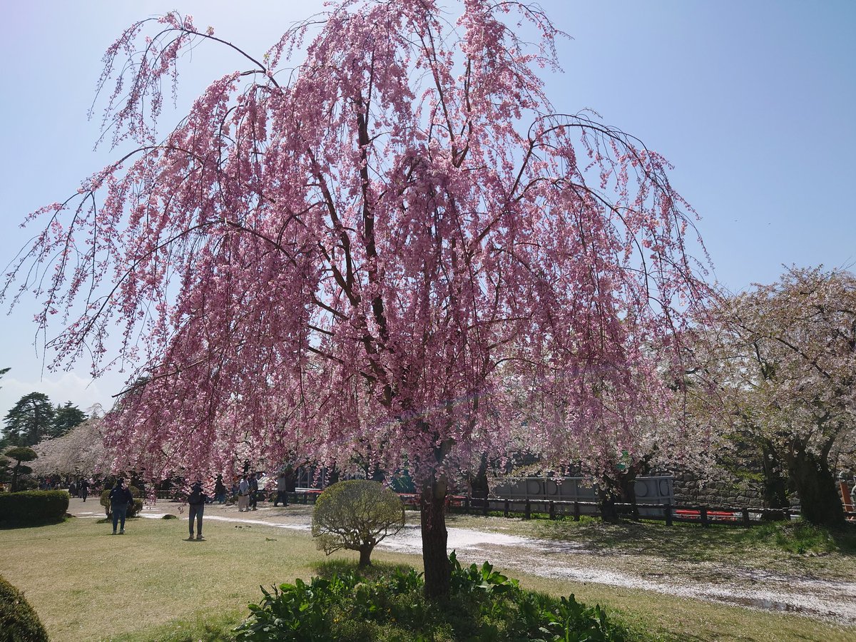 篝火 tweet media