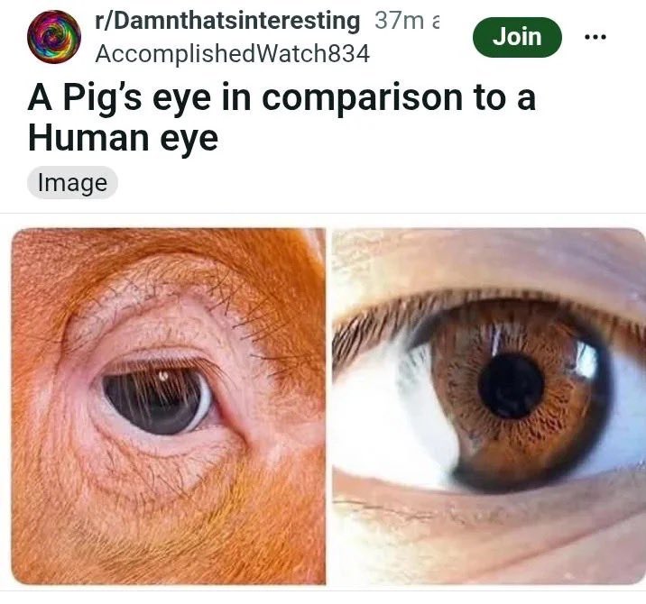 PTFOLegion's tweet photo. calling him a Pig isn’t very nice https://t.co/xmHuyQeTjg