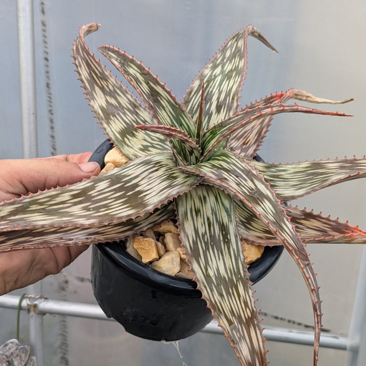 ROUKA plants tweet media