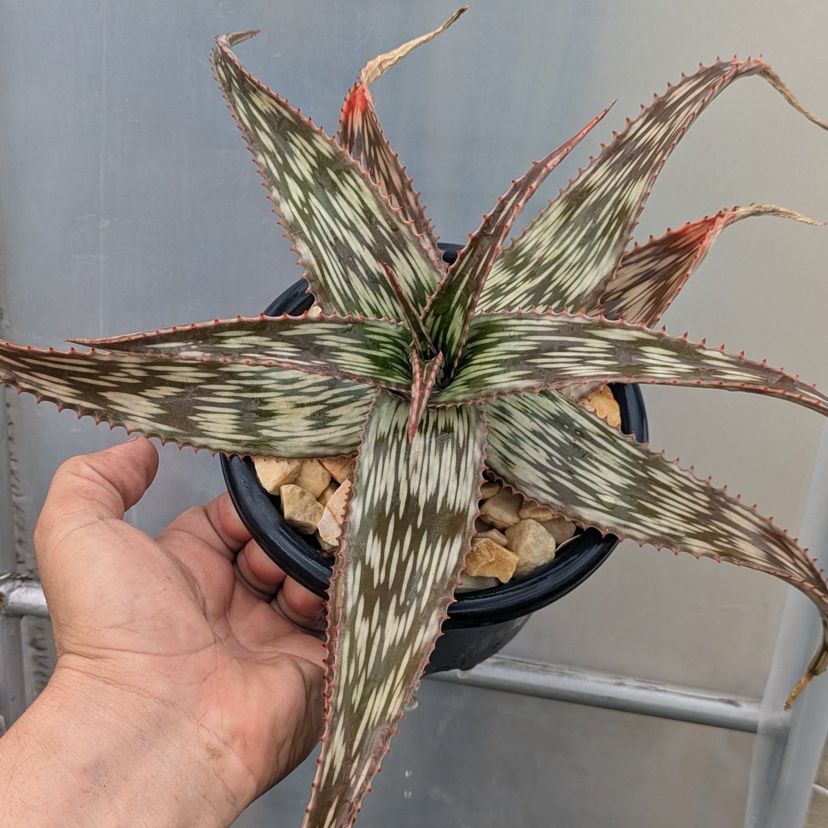ROUKA plants tweet media