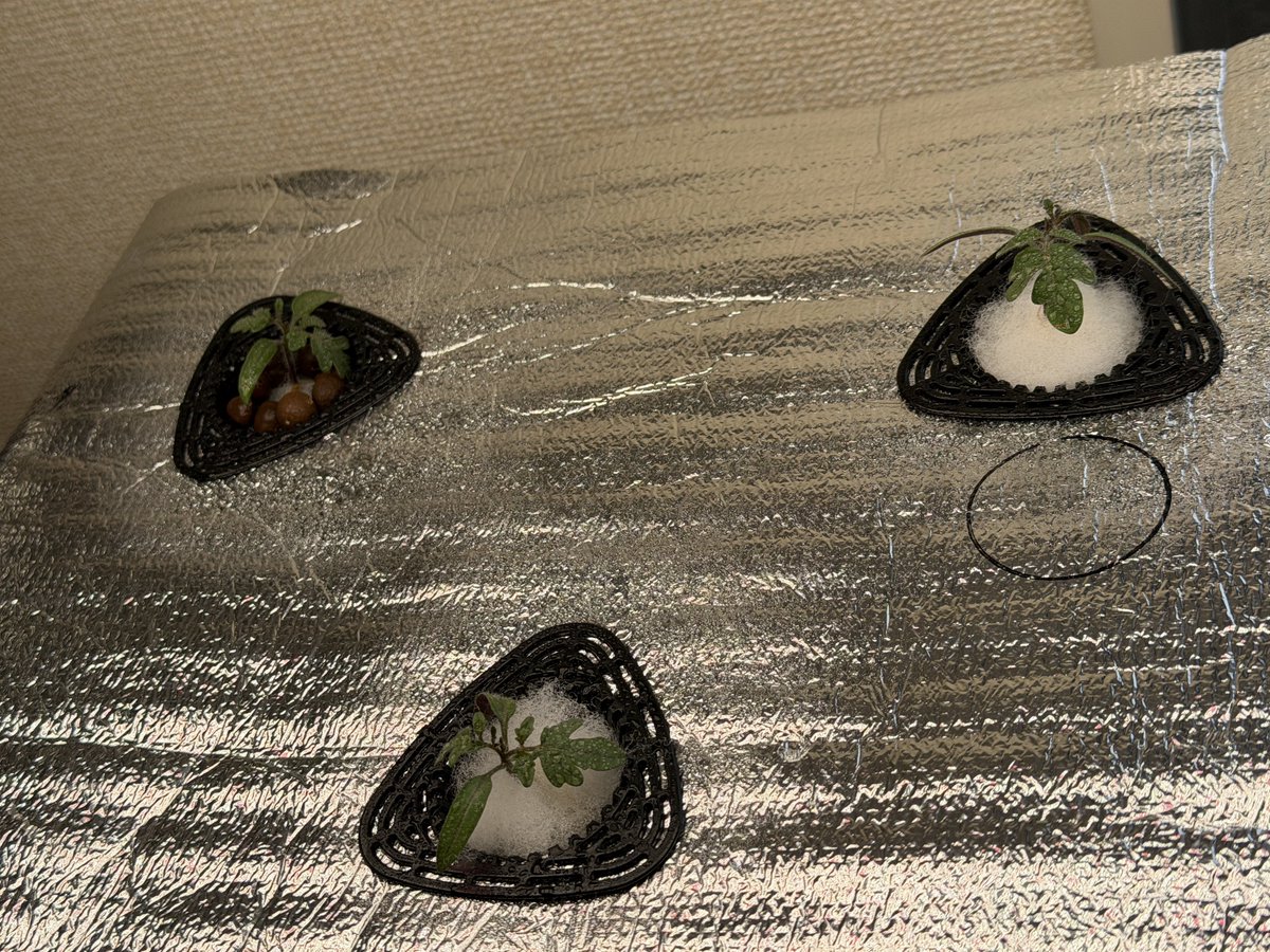 GLDON12's tweet photo. 水耕栽培のレジナの間引きをした🌱
間引いた芽は、勿体ない気持ちになり、
ポットとジップロックに移植。 https://t.co/i9TyqTcoe8